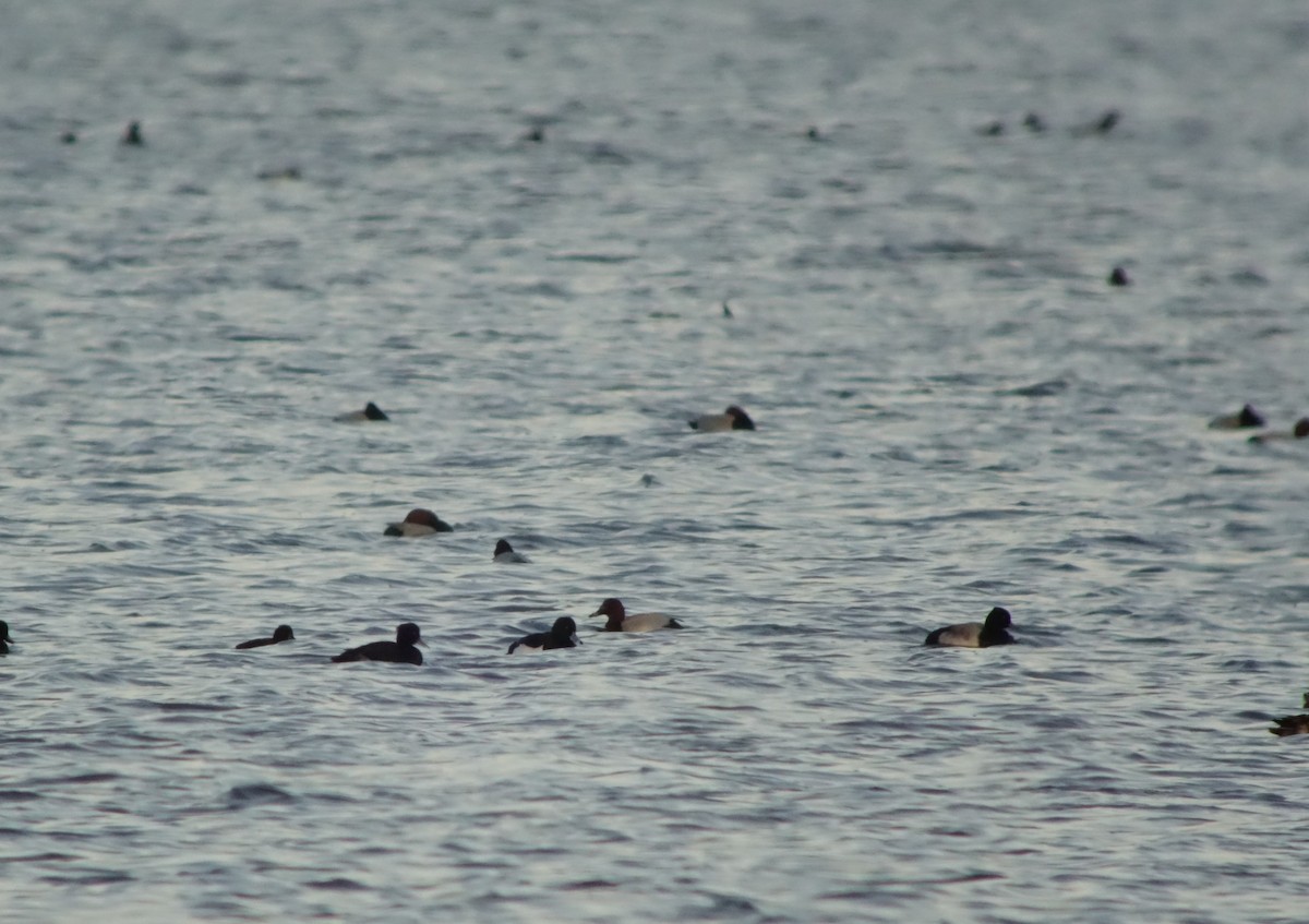 Lesser Scaup - ML646518131