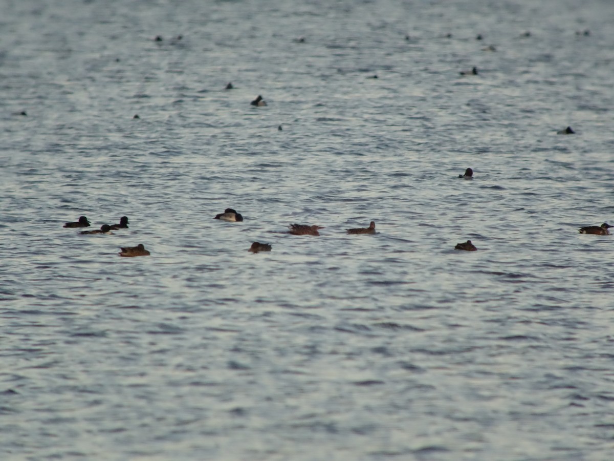 コスズガモ - ML646518132