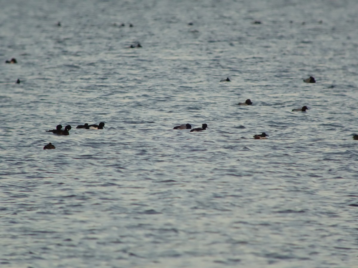 コスズガモ - ML646518133