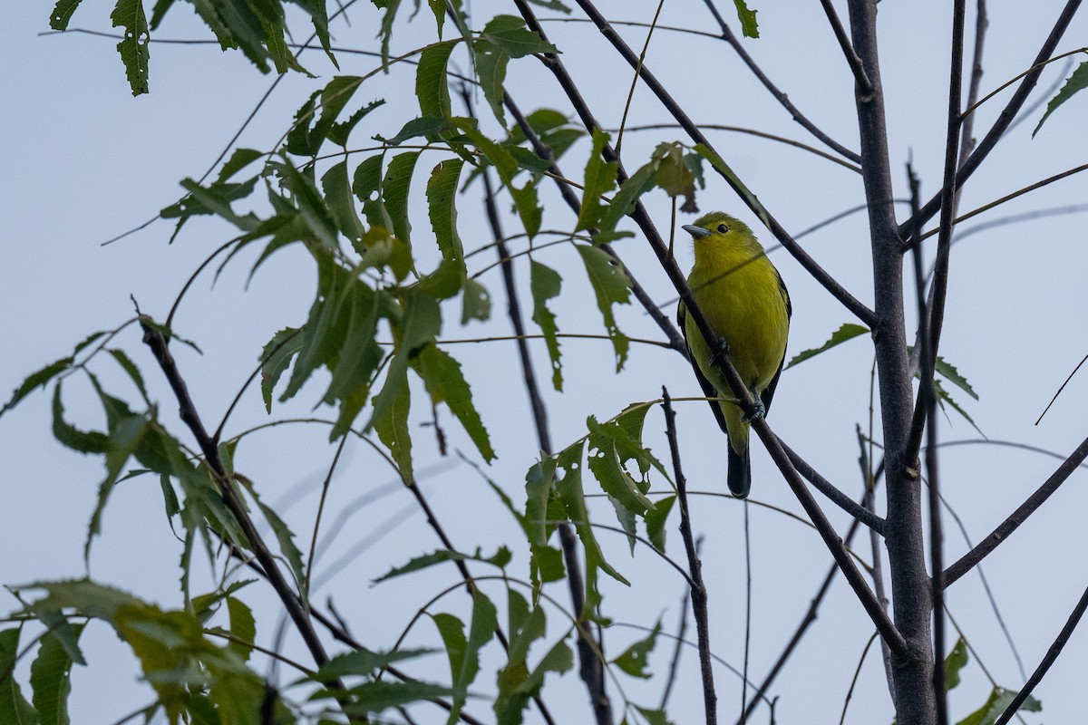 Common Iora - ML646518138