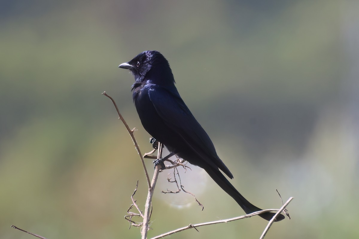 Дронго чорний - ML646518139