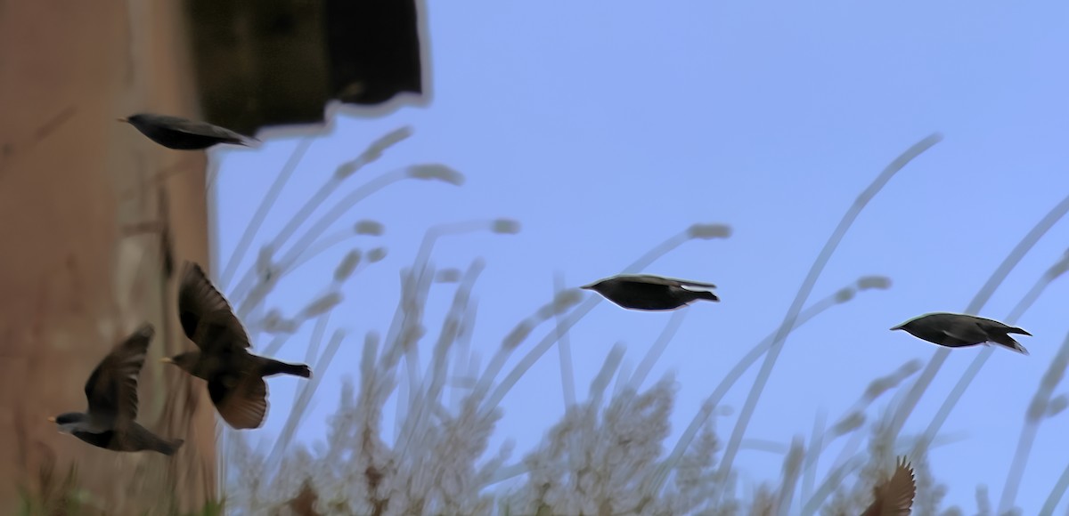 Spotless Starling - ML646518140