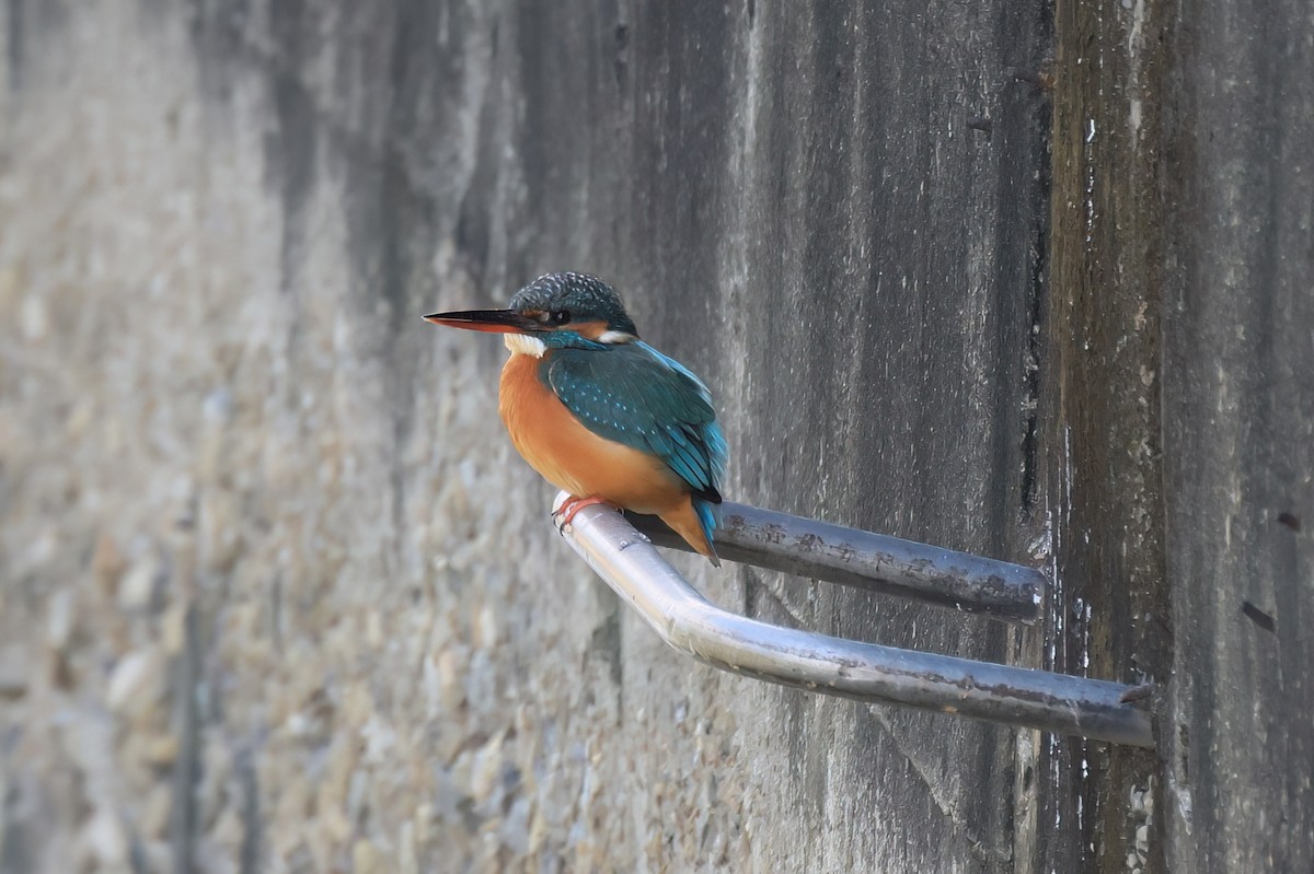 Рибалочка блакитний - ML646518141