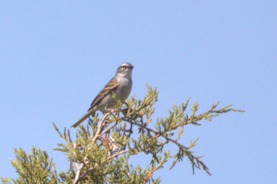 Chipping Sparrow - ML646518143