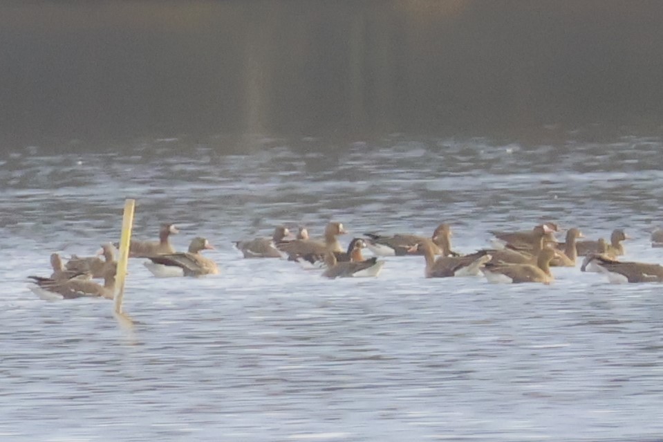 Red-breasted Goose - ML646518144