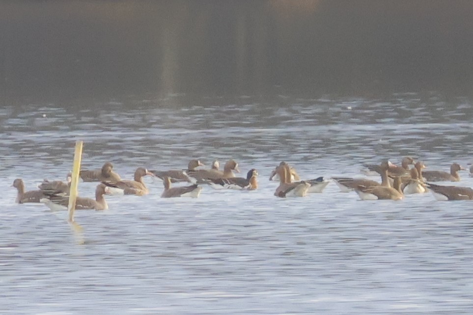 Red-breasted Goose - ML646518145