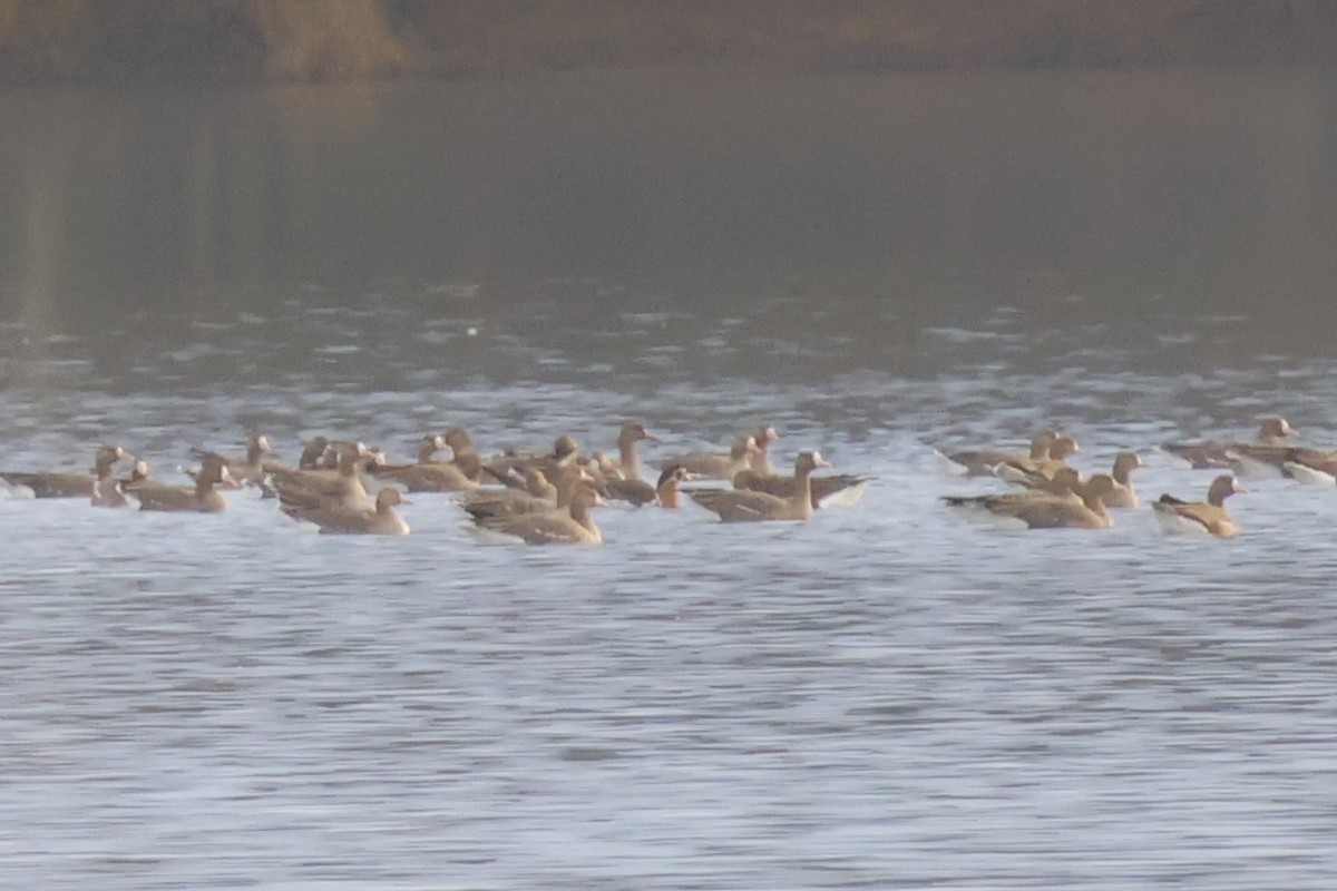 Red-breasted Goose - ML646518146