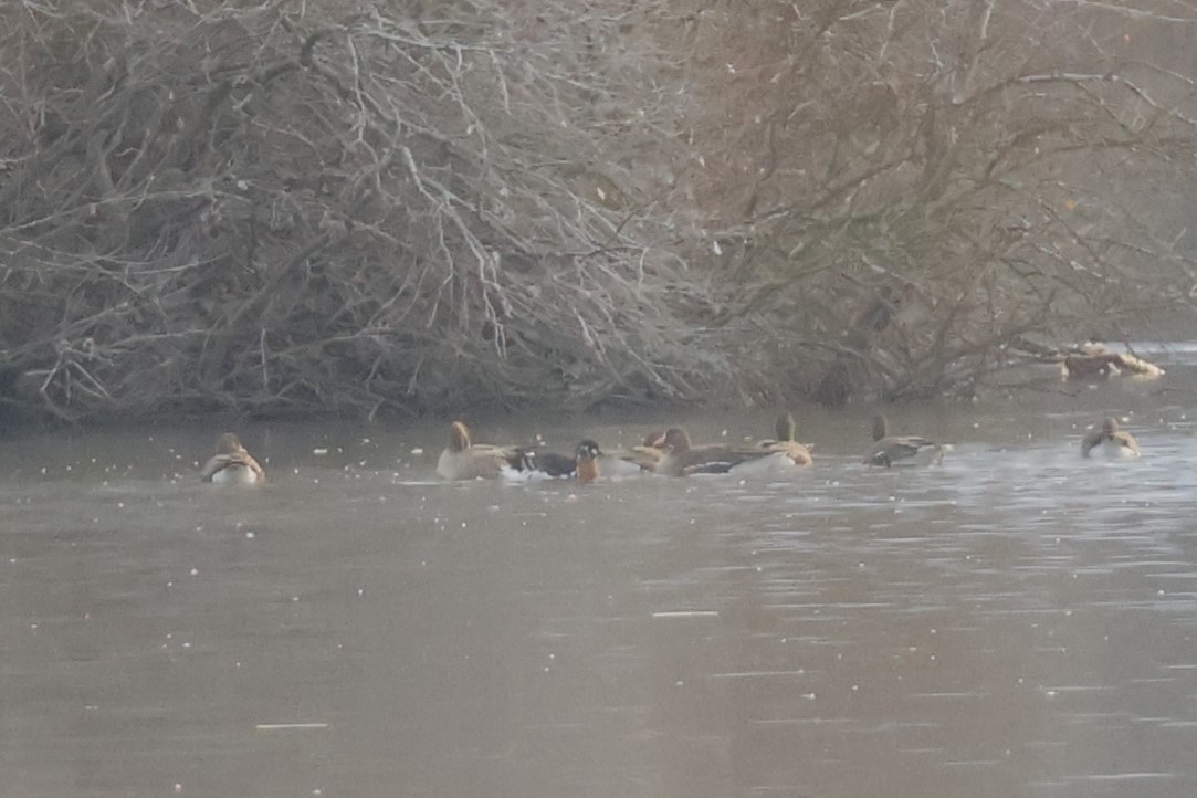 Red-breasted Goose - ML646518147