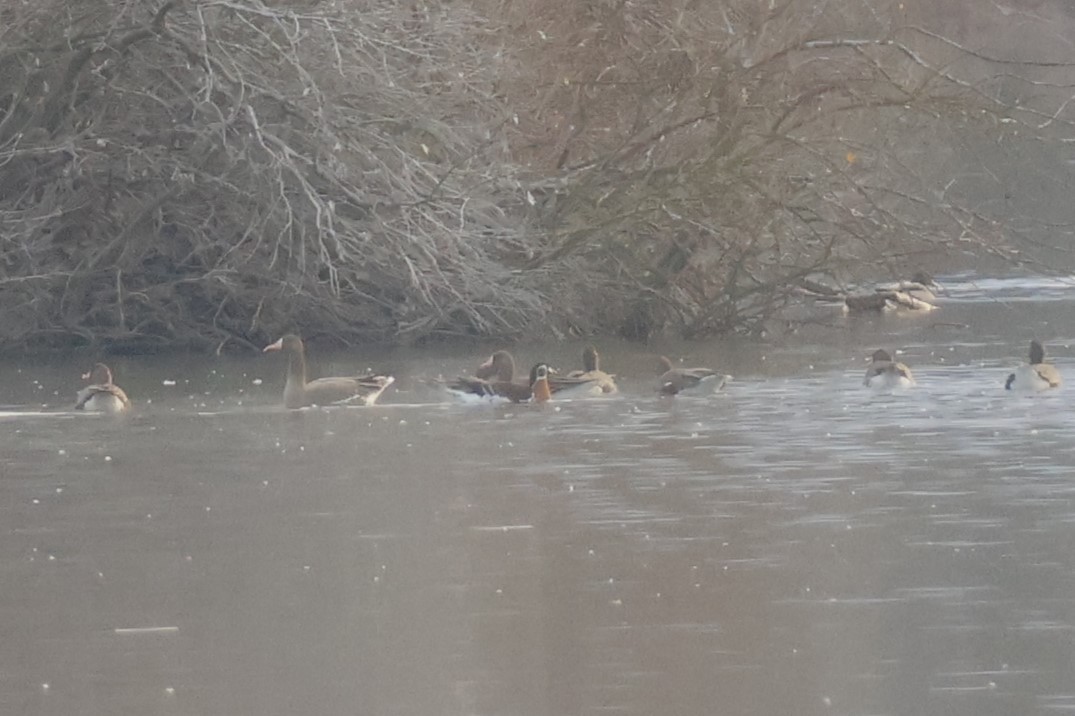 Red-breasted Goose - ML646518148