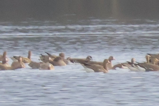 Red-breasted Goose - ML646518149