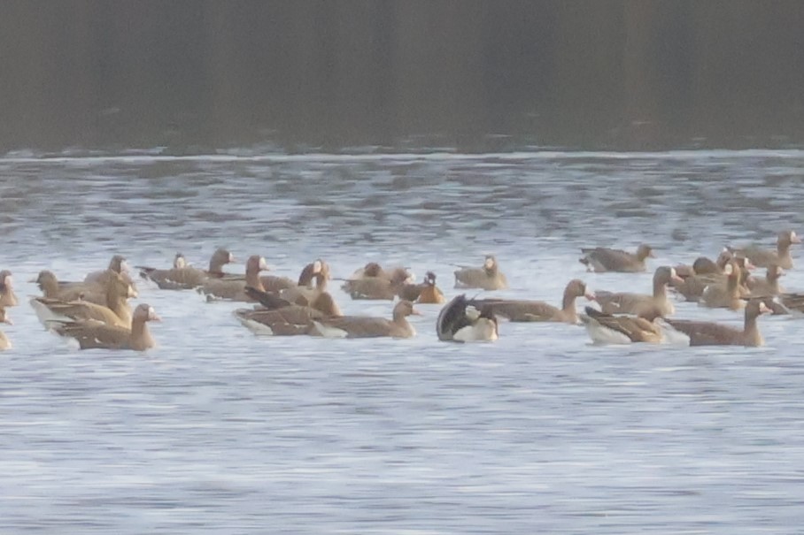 Red-breasted Goose - ML646518151