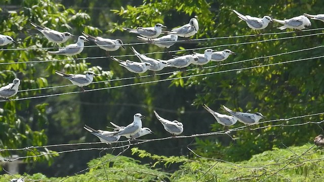 Fumarel Cariblanco - ML646518154