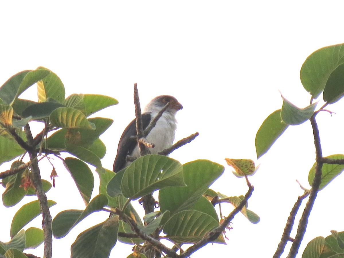 White-rumped Falcon - ML646518157