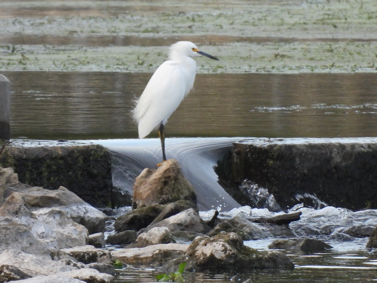 Snowy Egret - ML646518161