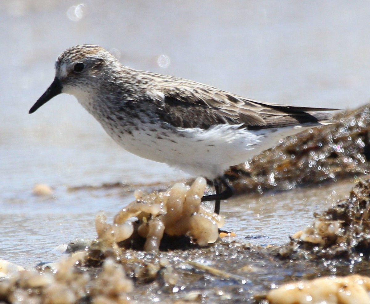 Semipalmated Sandpiper - ML646518162