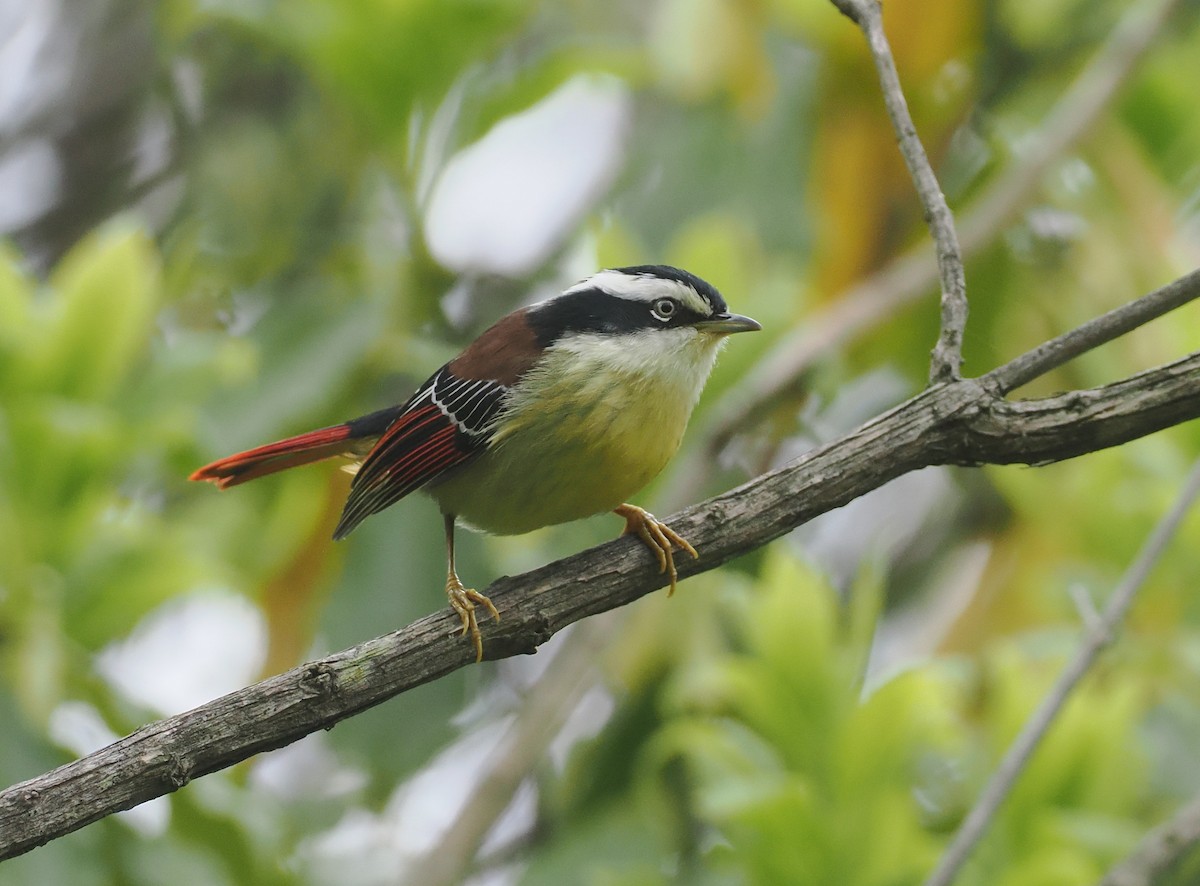 Краснохвостая минла - ML646518163