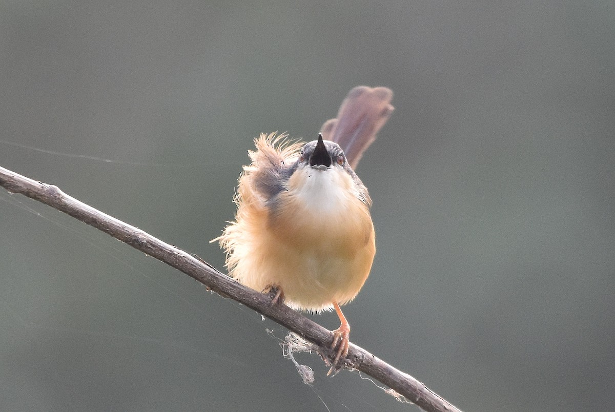 Ashy Prinia - ML646518167