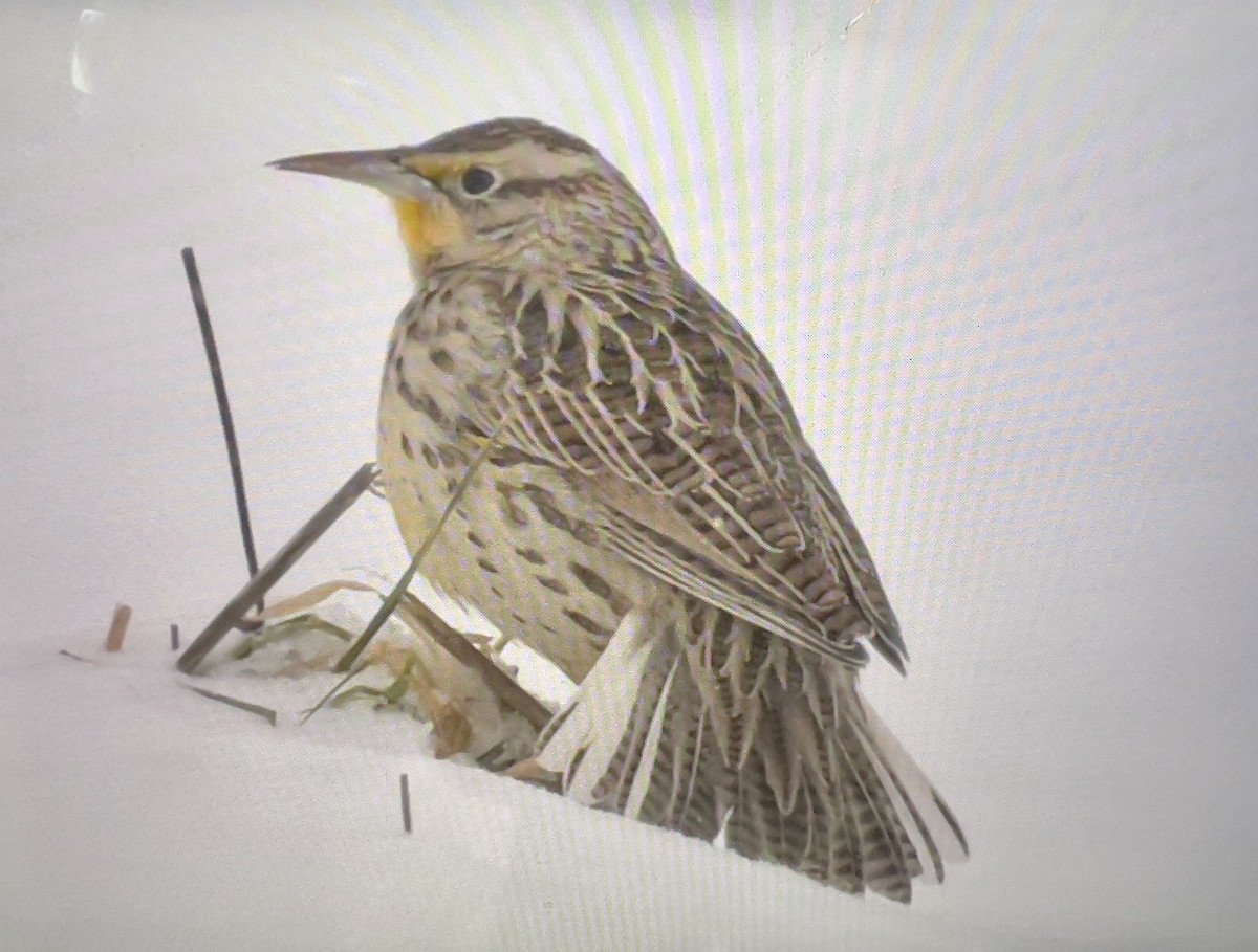 Western Meadowlark - ML646518168