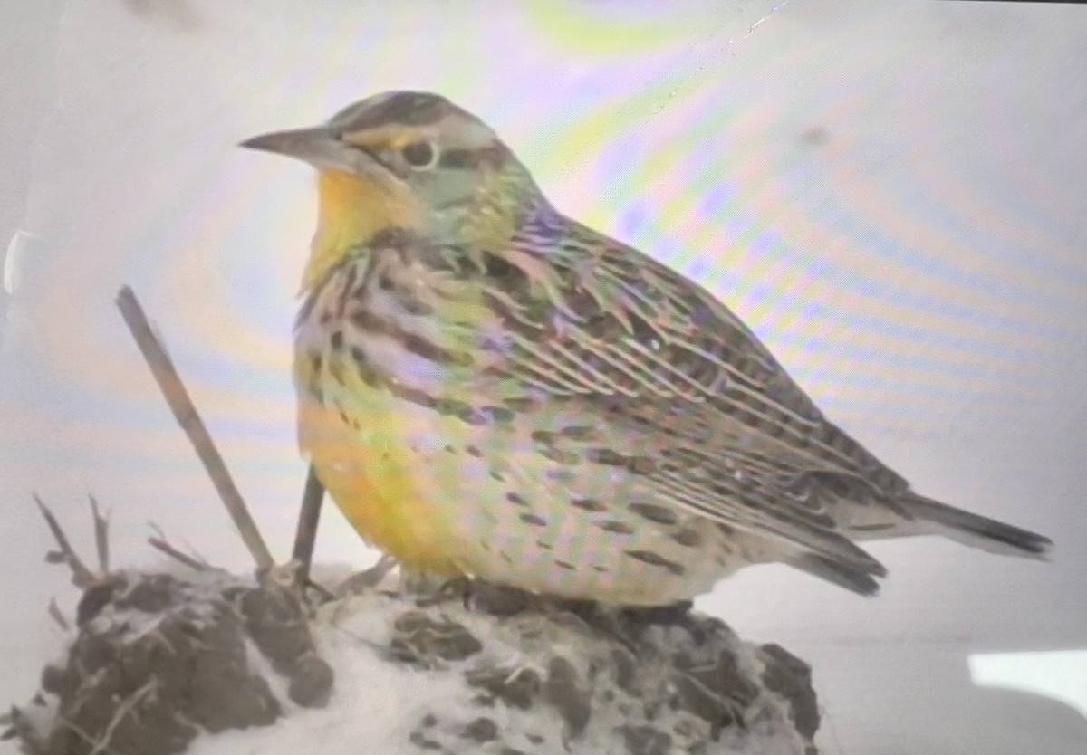 Western Meadowlark - ML646518169