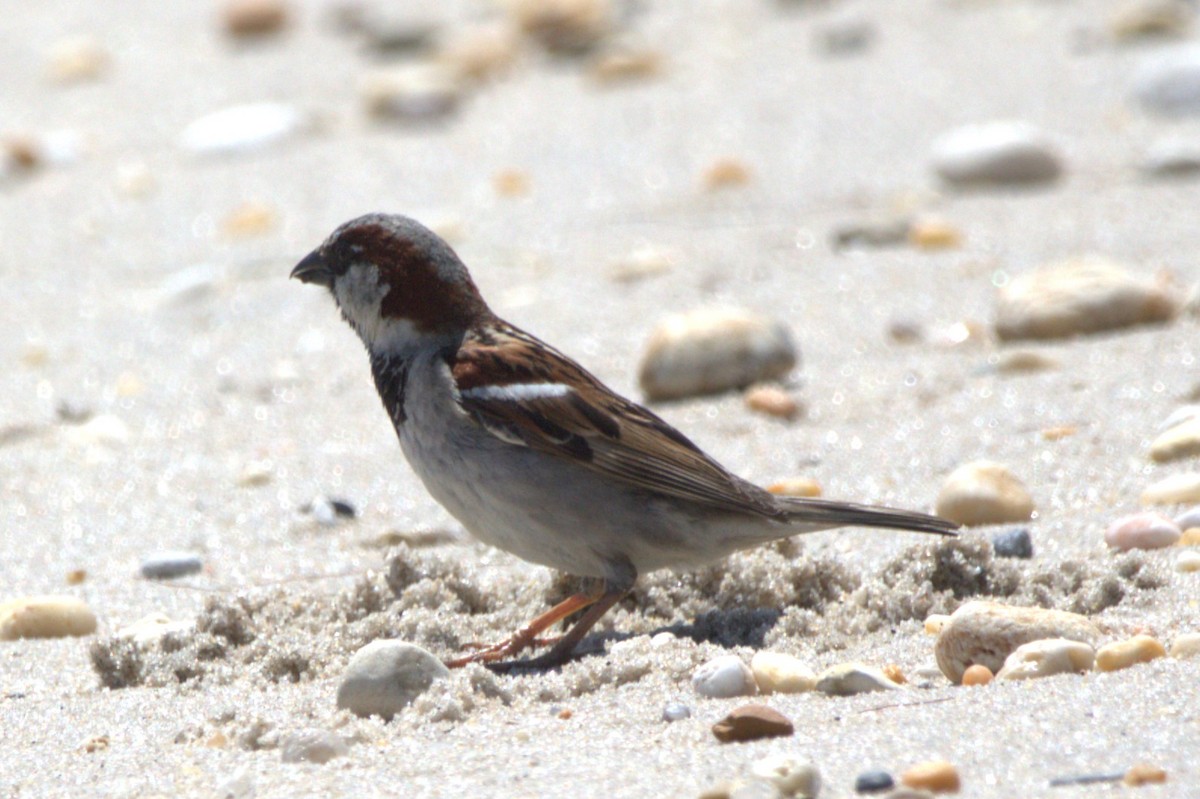 House Sparrow - ML646518171