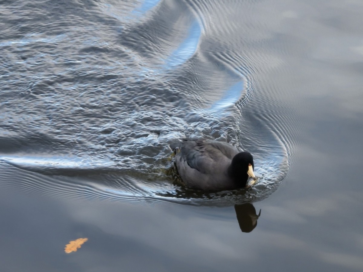 Foulque d'Amérique - ML646518179