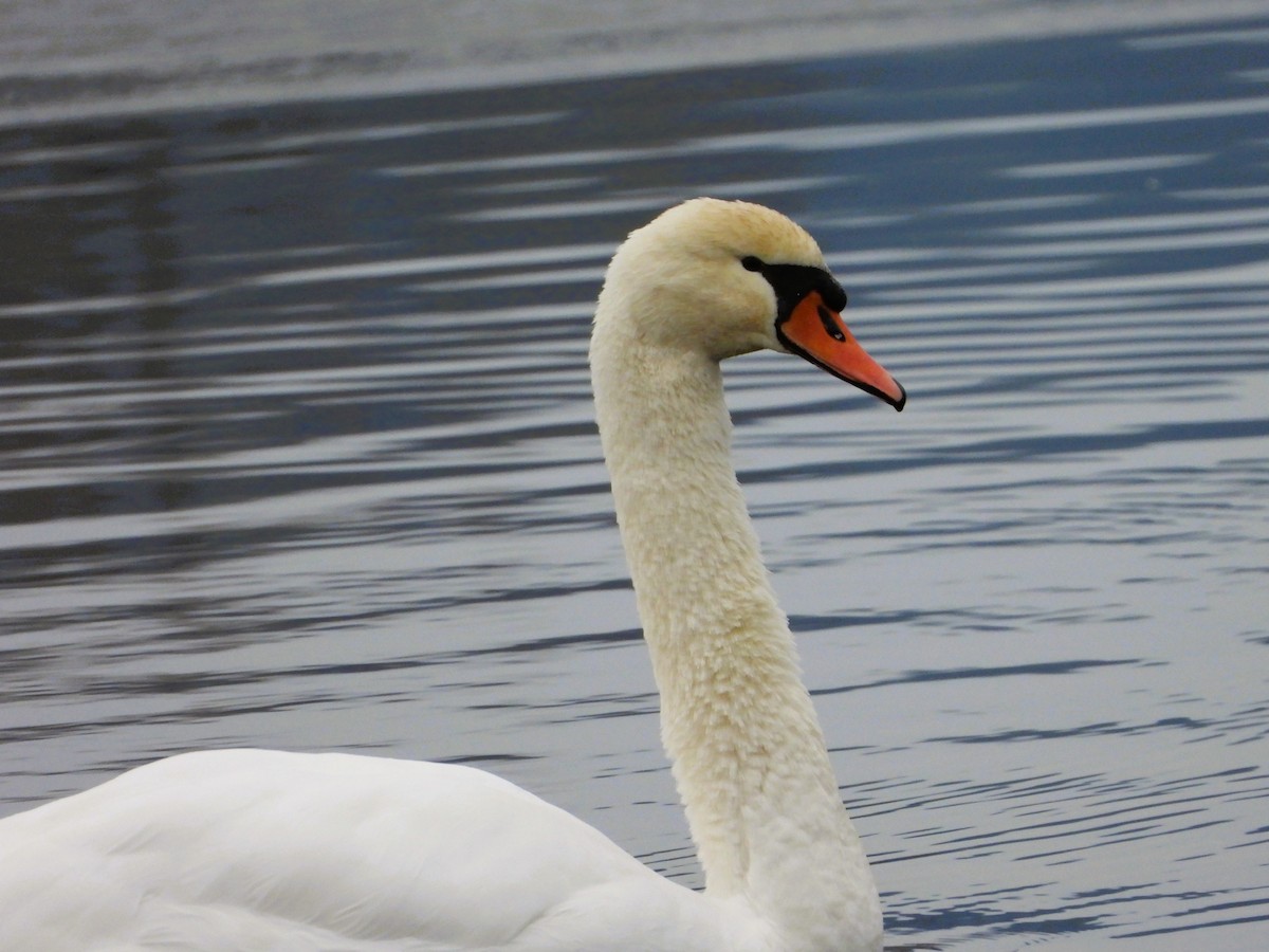 Cygne tuberculé - ML646518180