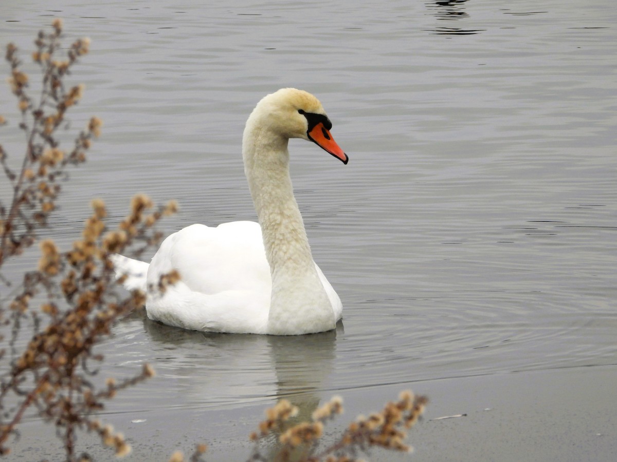 Cygne tuberculé - ML646518181