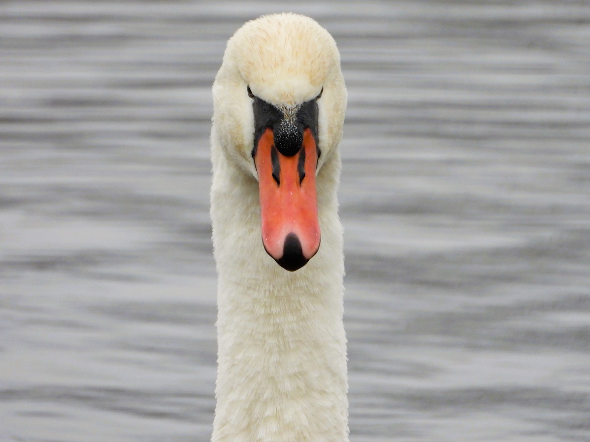 Cygne tuberculé - ML646518182