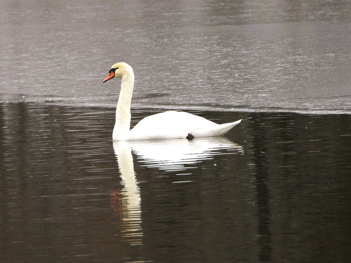 Cygne tuberculé - ML646518183