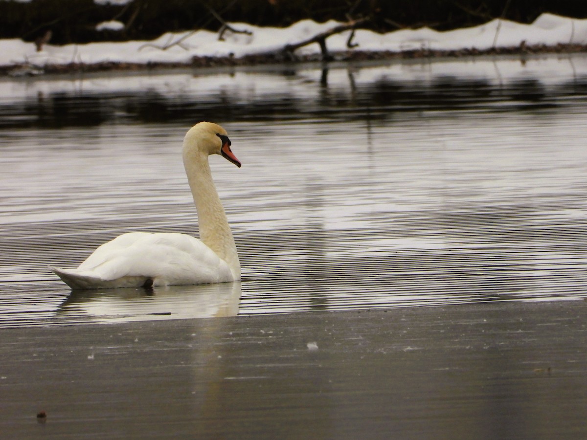 Cygne tuberculé - ML646518184