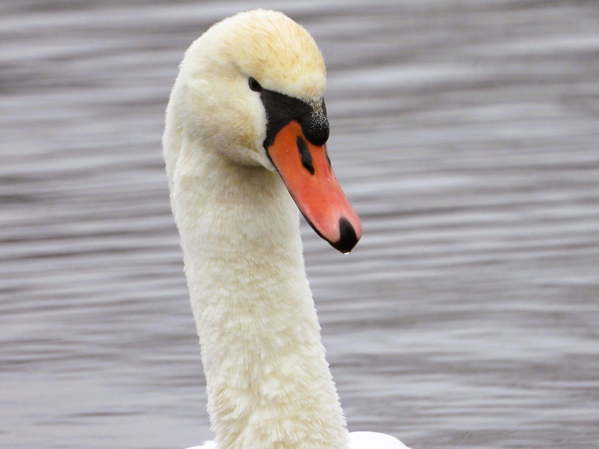 Cygne tuberculé - ML646518185