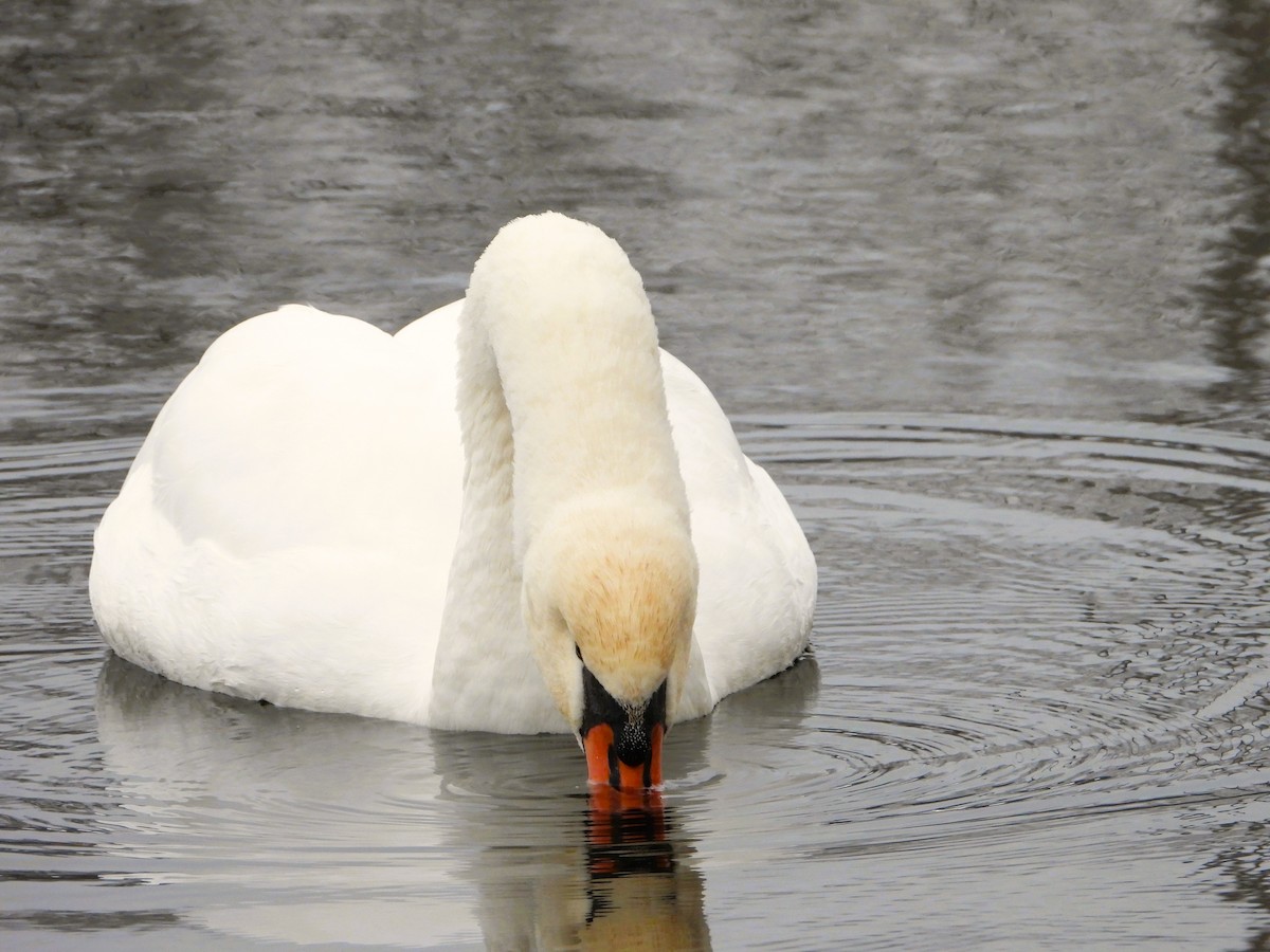 Cygne tuberculé - ML646518186