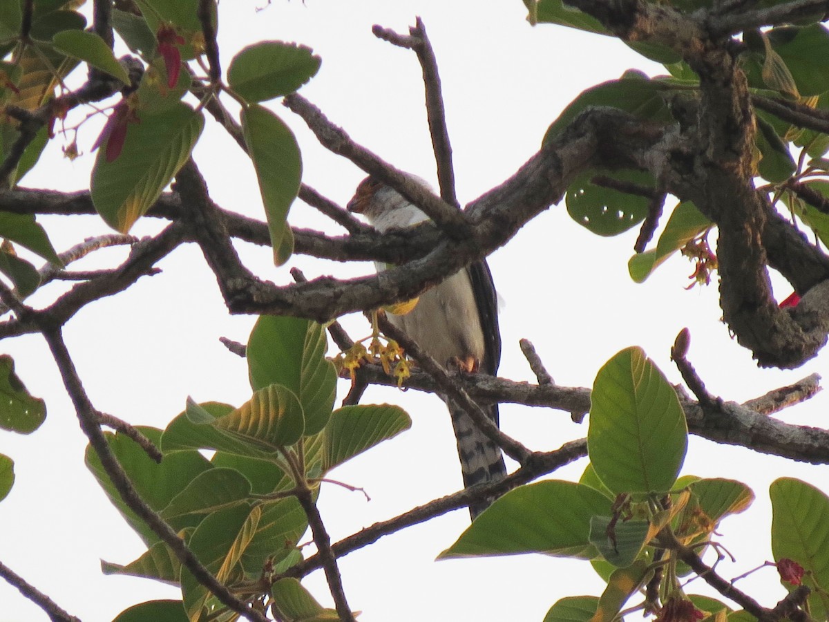 Faucon à pattes jaunes - ML646518187