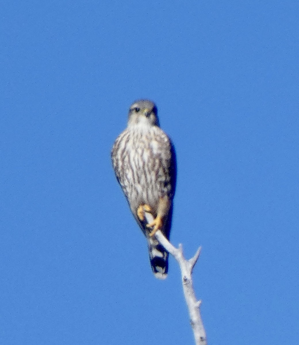 Faucon émerillon - ML646518188