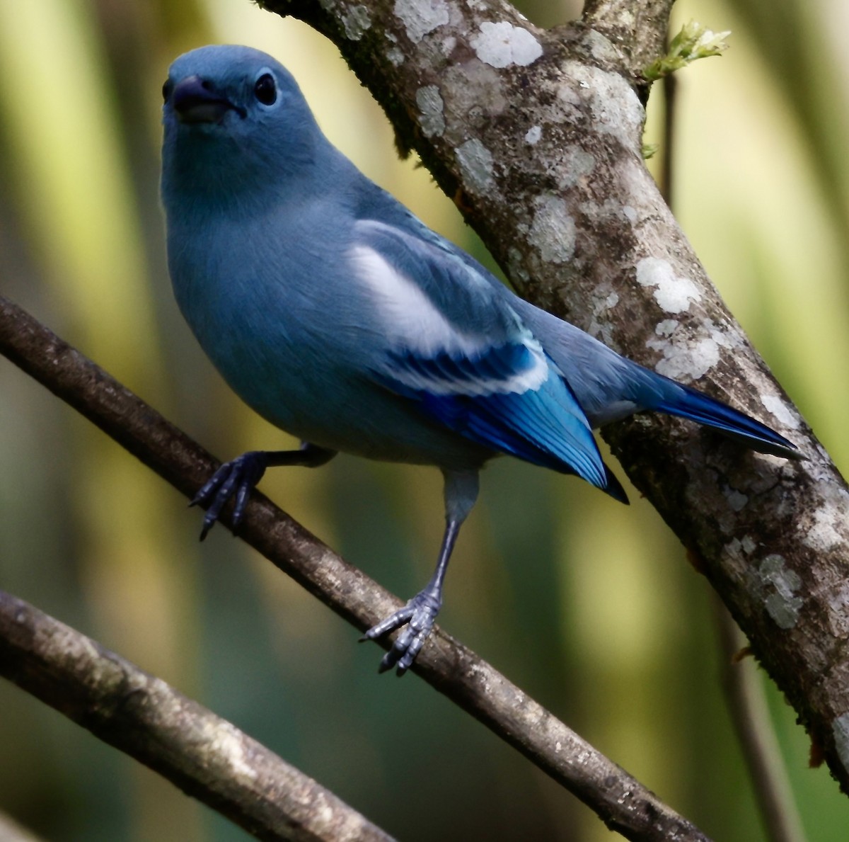 Tangara évêque - ML646518189