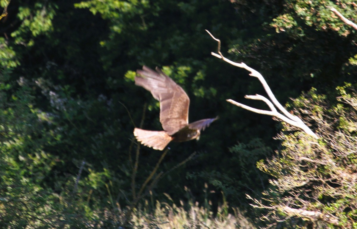 Busard des roseaux - ML646518190