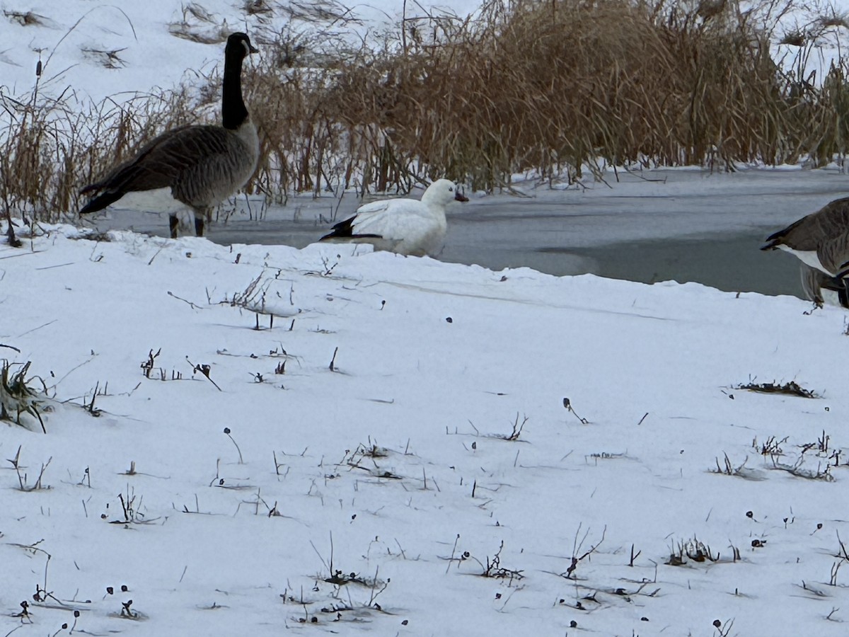 Oie de Ross - ML646518191