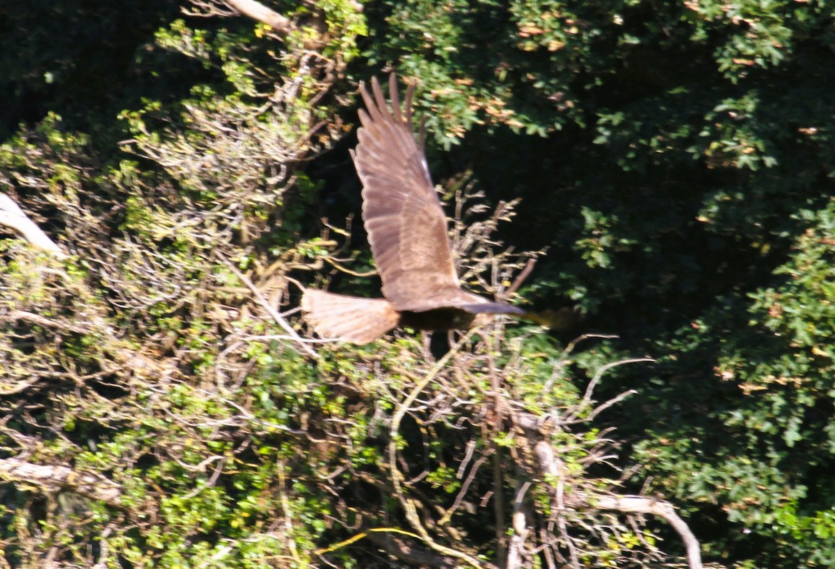 Busard des roseaux - ML646518193