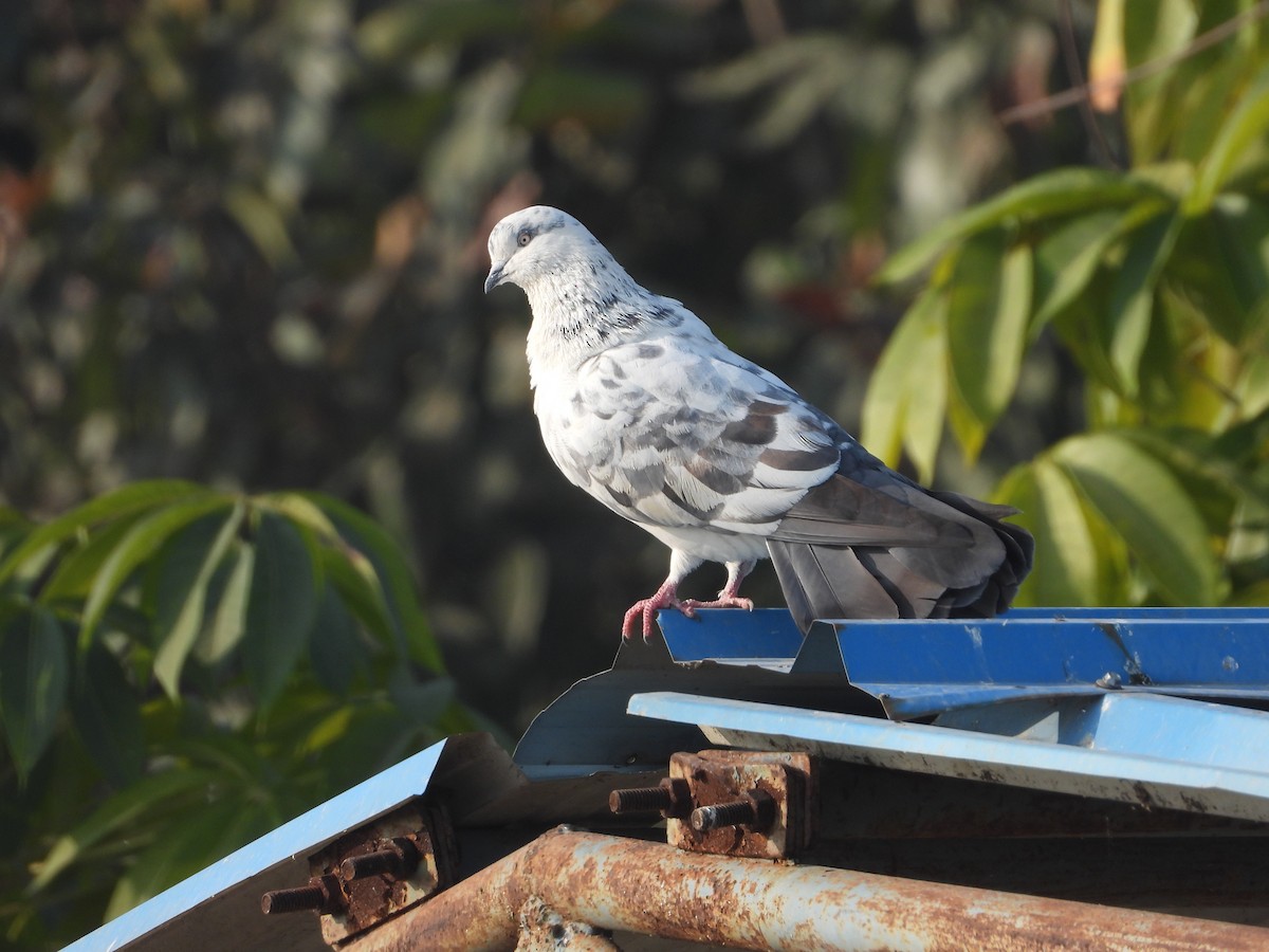 Pigeon biset (forme domestique) - ML646518195