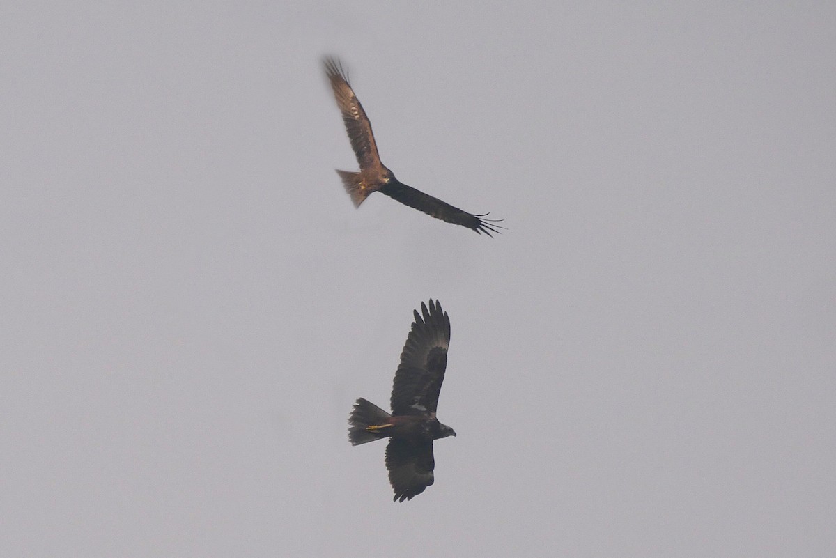 Busard d'Orient - ML646518196