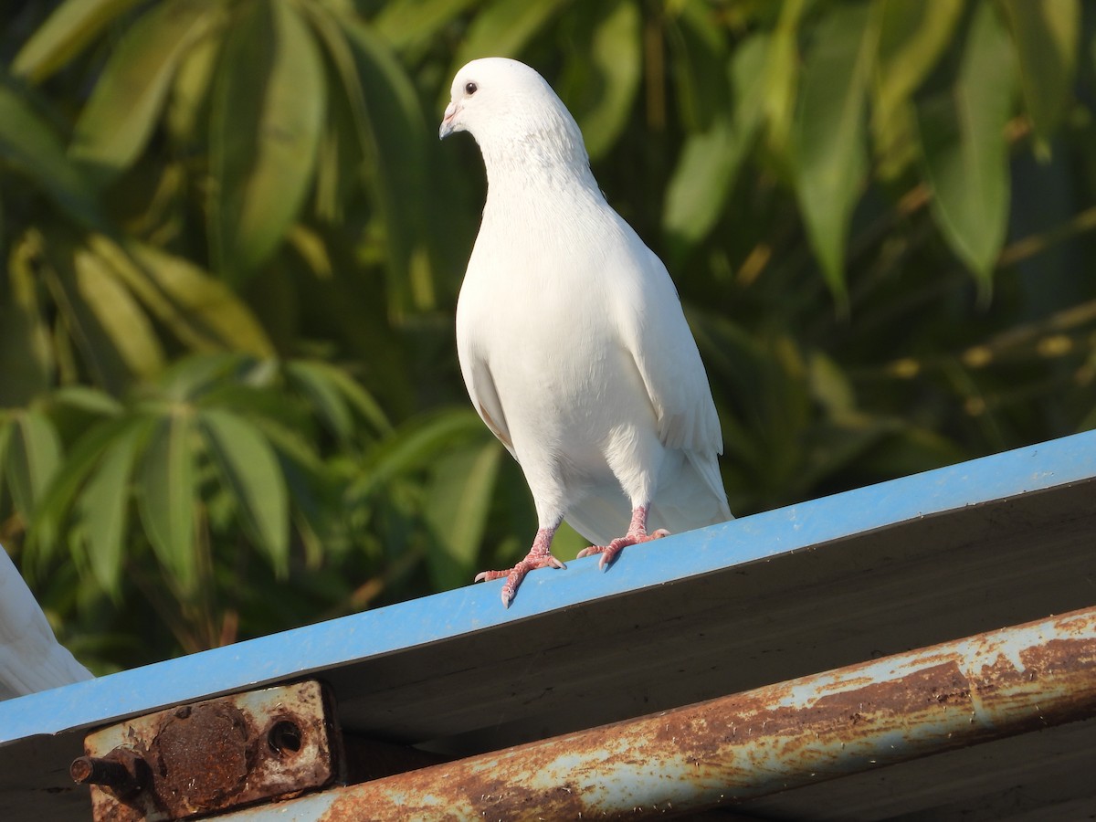 Pigeon biset (forme domestique) - ML646518197