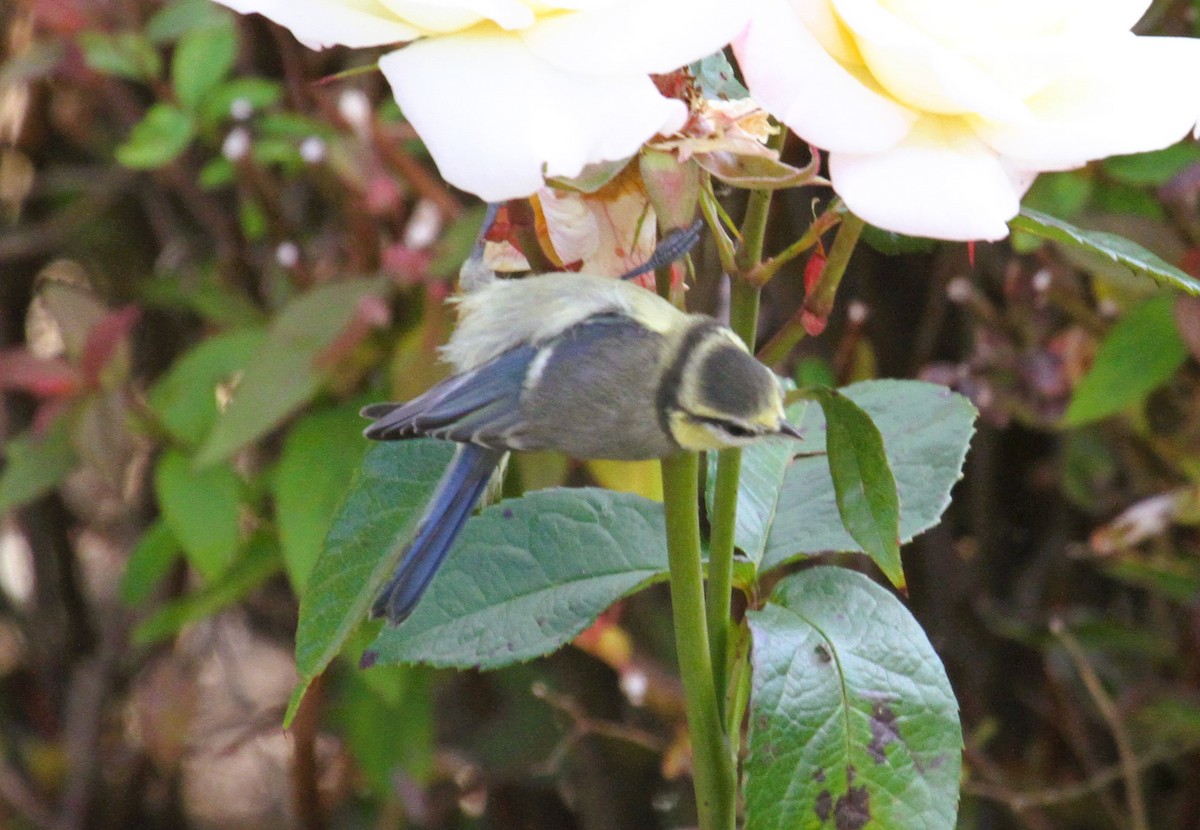 Mésange bleue - ML646518198
