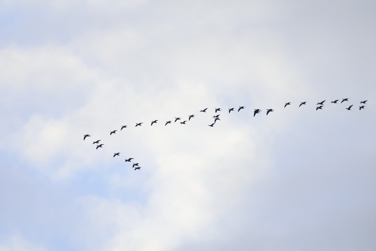 Oie rieuse - ML646518199