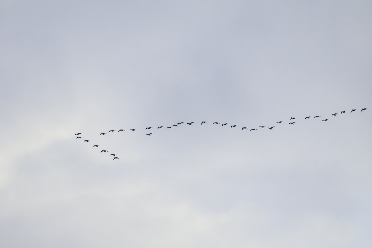 Oie rieuse - ML646518201