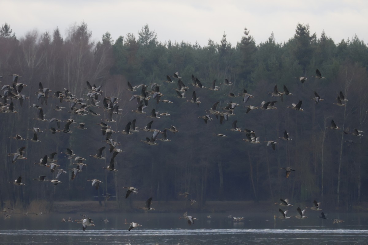 Oie rieuse - ML646518202