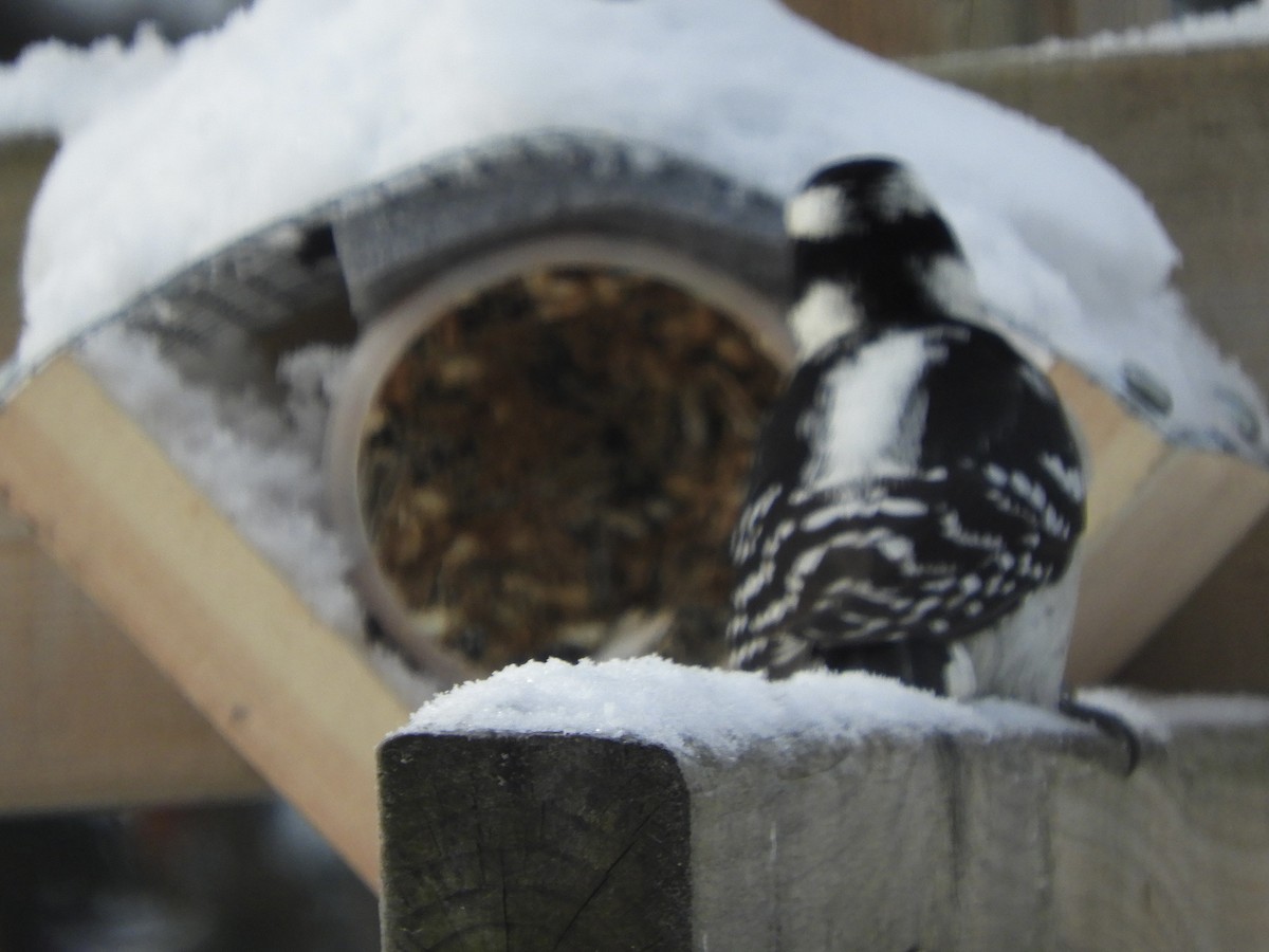 Downy Woodpecker - ML646518207