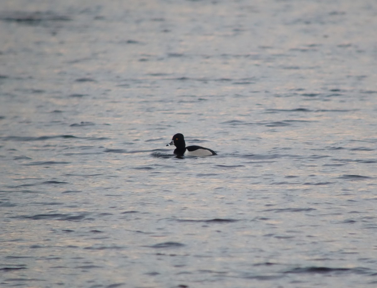 Fuligule à collier - ML646518209