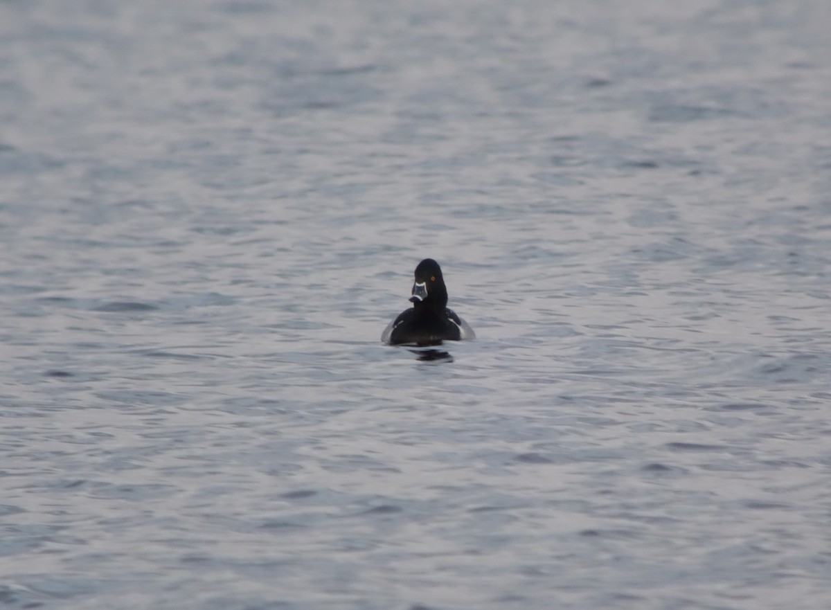 Fuligule à collier - ML646518210