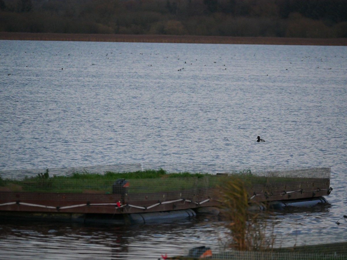 Fuligule à collier - ML646518211