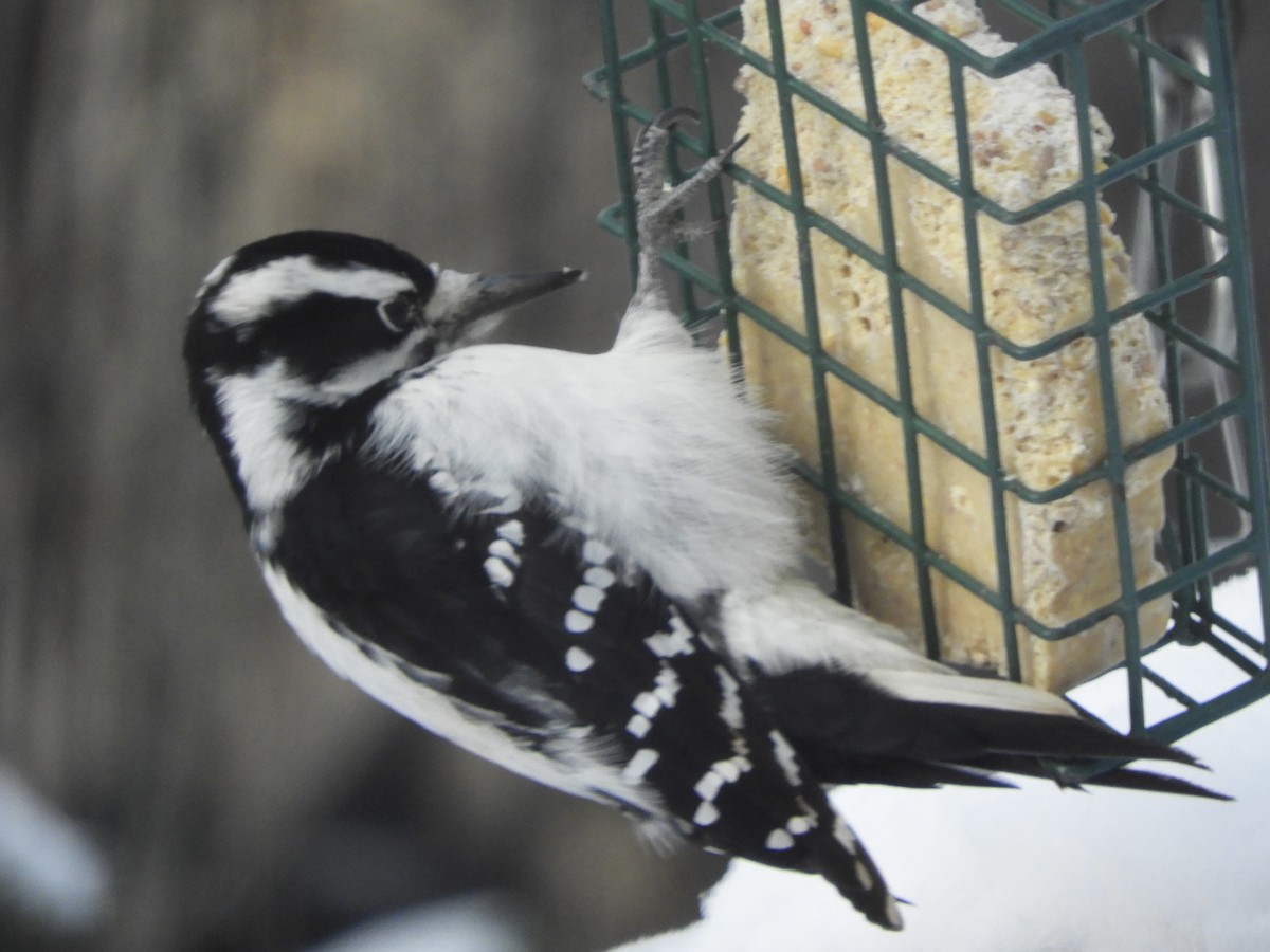 Hairy Woodpecker - ML646518212